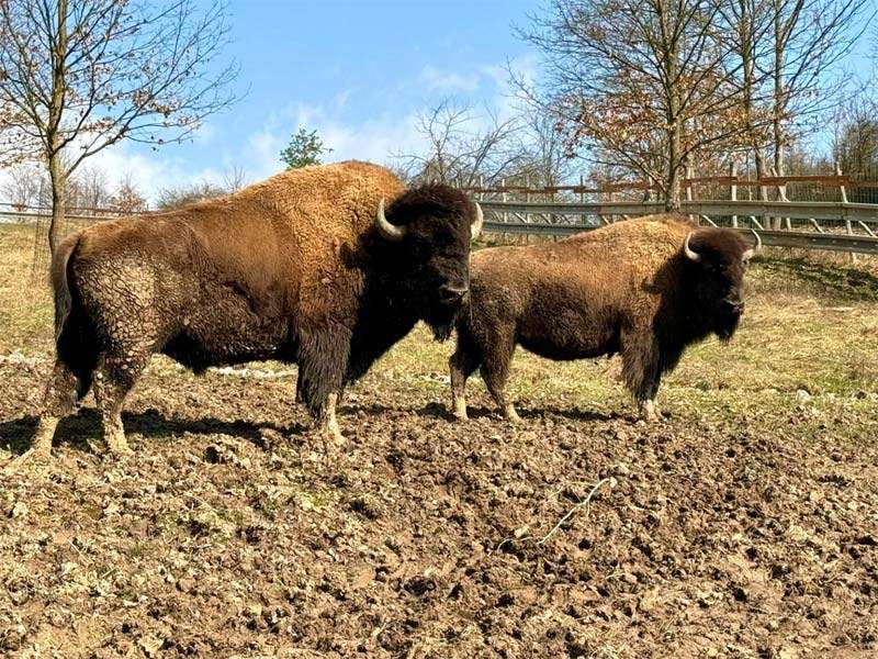 American bison - Zveropark