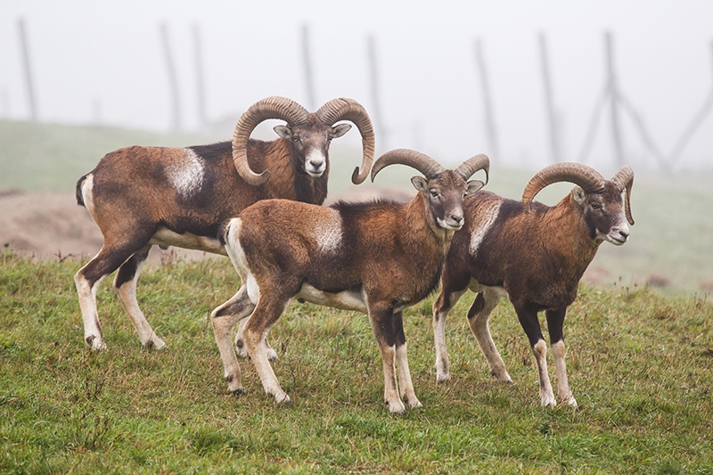 Forest mouflon- Zveropark