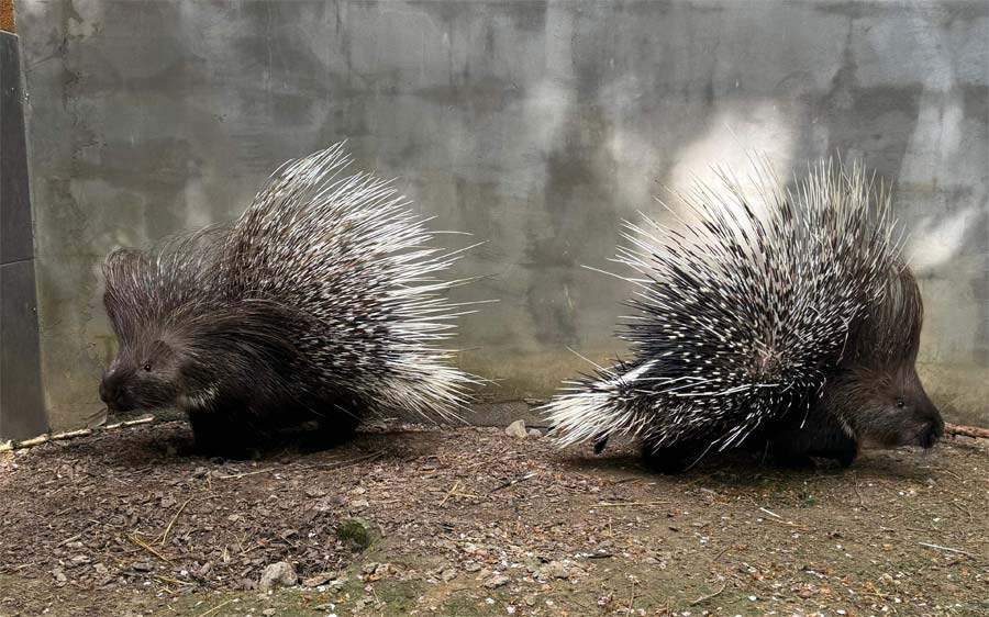 White-tailed porcupine - Zveropark