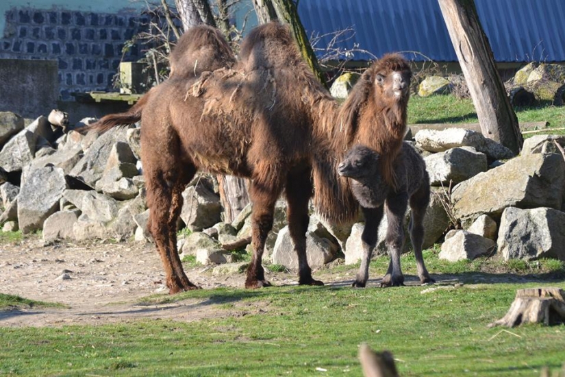 ZOO Bratislava