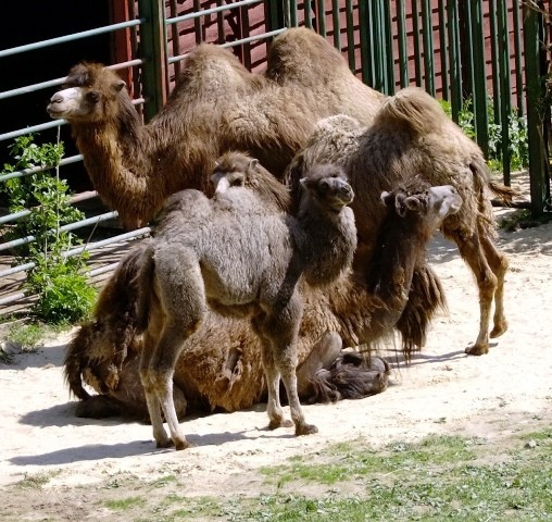 ZOO Košice