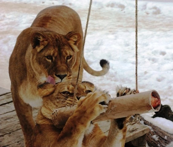 ZOO Košice