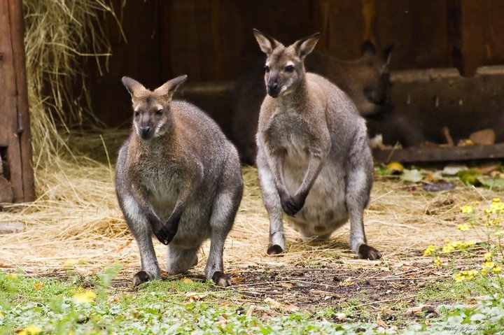 ZOO Spišská Nová Ves (ZOO SNV)