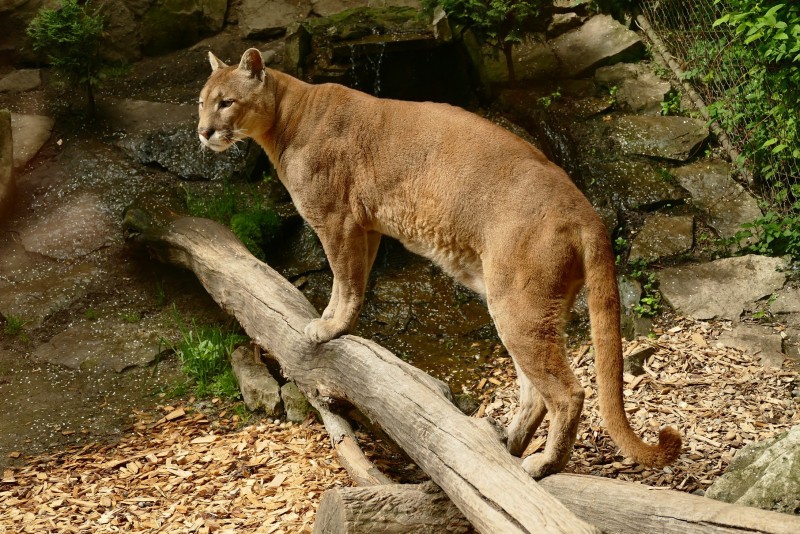 ZOO Spišská Nová Ves (ZOO SNV)