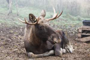 Wetland moose - Zveropark